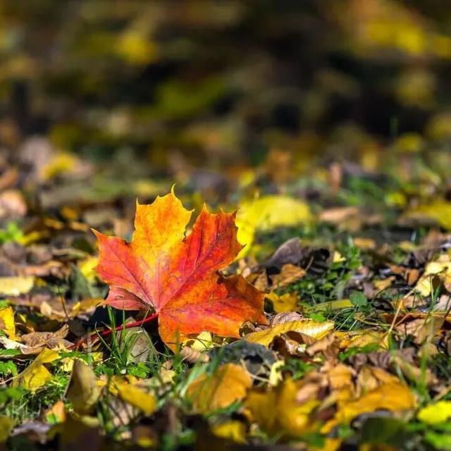 惊艳！身边的北京秋景“天花板”来了！