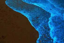 平潭“蓝眼泪”大爆发！今天还能看到吗？图片