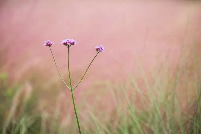 一大波美图袭来！长宁赏秋秘境藏不住啦～