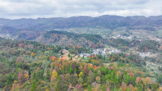 印江：万亩枫林绘就初冬绚烂画卷