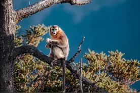 四川夹金山：川金丝猴晒太阳悠然享美食图片