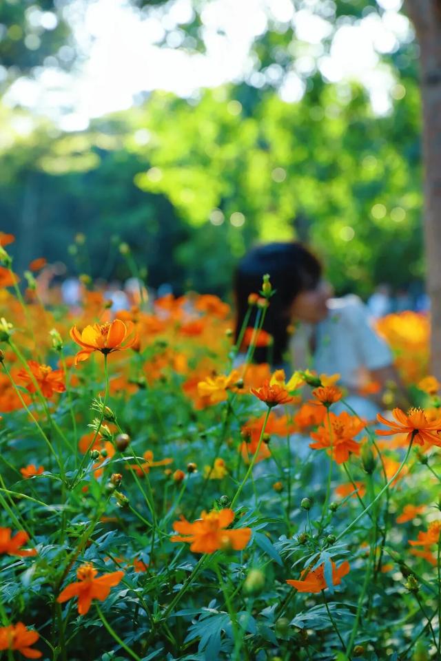 行摄 | 美爆了！秋日花海，限时上映