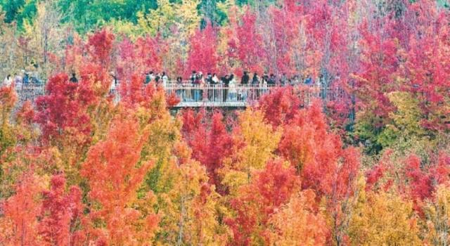 秋染长安色斑斓　霜落成诗醉流年