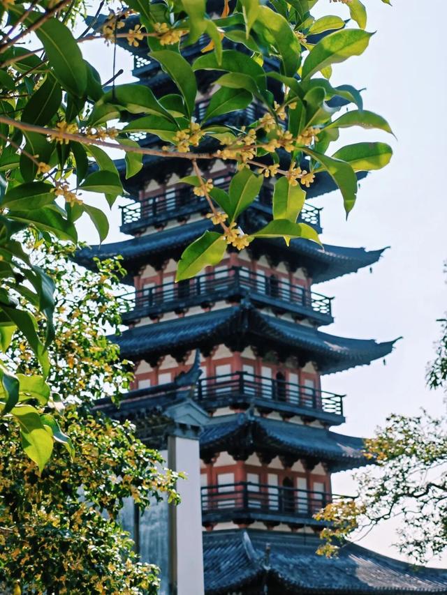 盼了好久的桂花，终于开了！