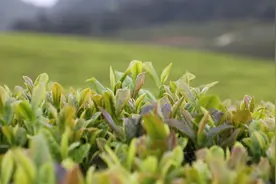 贵州石阡：非遗工坊炒出致富茶香图片