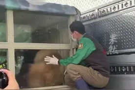 福宝装箱过程中，宋爷爷在一旁不舍的一直抚摸，福宝乘坐特殊“防震车”前往机场，韩国粉丝租下机场大屏为福宝进行应援图片