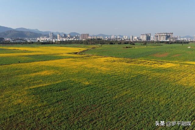 寒意未退“春”先到 罗平油菜花初绽放