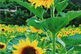 向日葵褐斑病防治技术图片