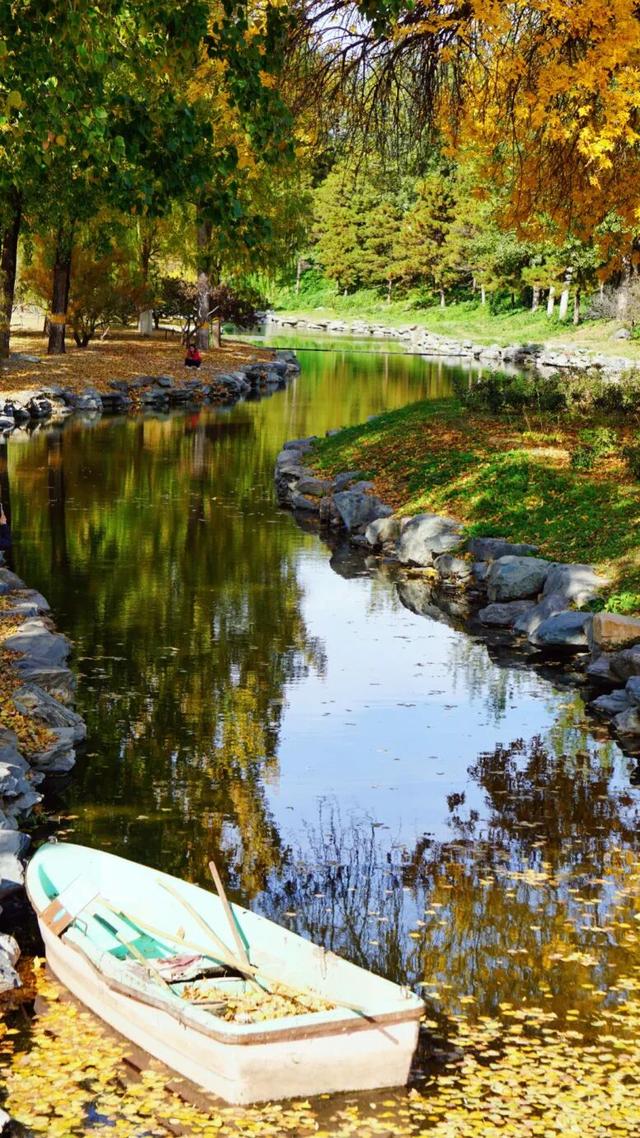 “不如去看一棵树” | 寻初冬彩蛋 圆明园邀您来打卡
