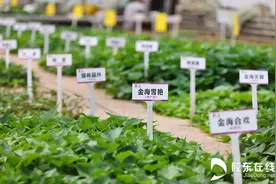 智汇春耕：烟台甘薯 从“芯”开花图片