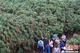 广东廉江荔枝进入采摘季 “妃子笑”畅销海内外图片