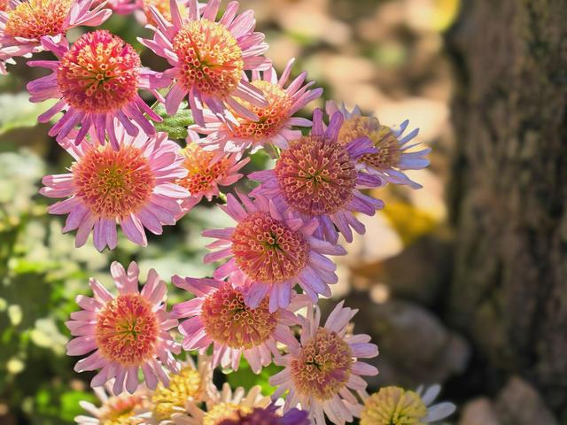 肆意怒放的花，是秋日田野间最热烈的诗