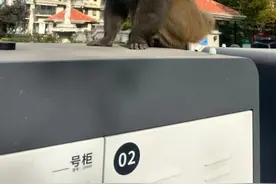 通州城区出现成年猕猴，为国家二级保护野生动物，专家提醒图片