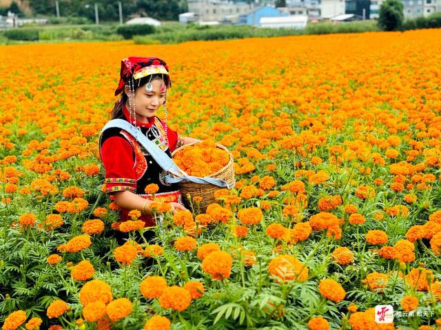 来云南旅居吧丨立秋的风，吹开金黄色信笺