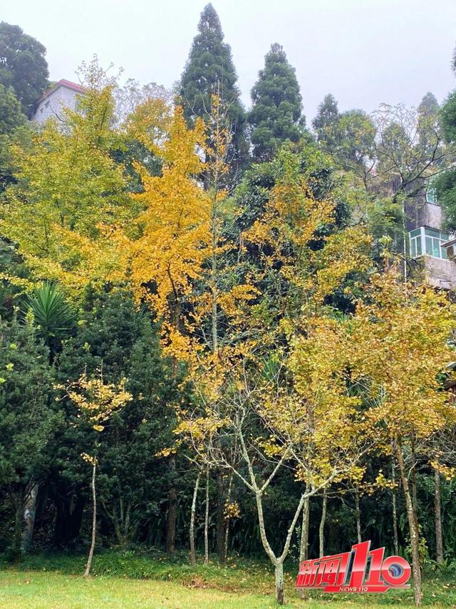 “顶流”回归！近期，福州大量出现