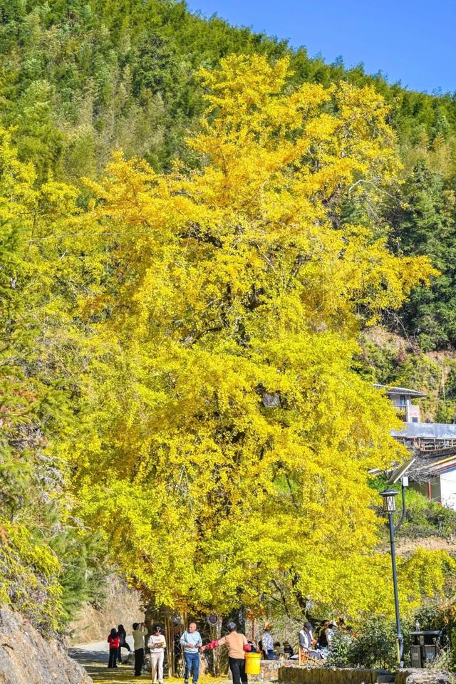 现存数量最多！赏银杏就来珠峰村