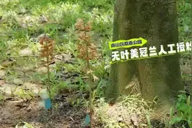 野生珍稀植物无叶美冠兰惊现南山公园图片