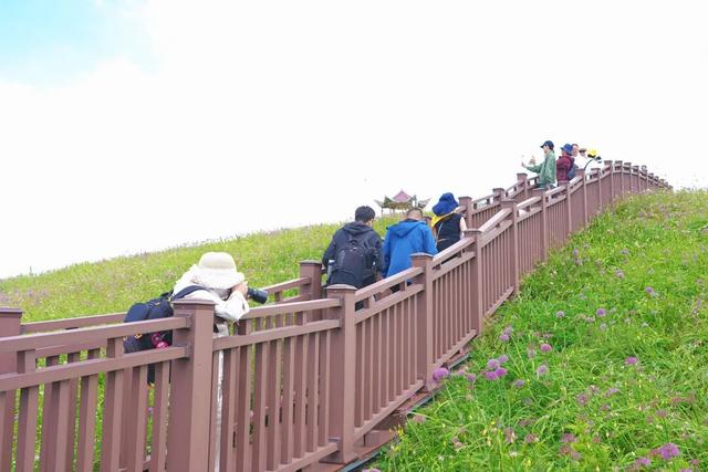 最佳赏花期已到！毕节韭菜坪人从众……