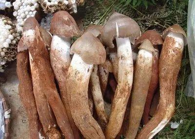 暑假带娃徒步+露营！昆明必去的6个高山草原，凉爽舒心，星空野餐两不误！