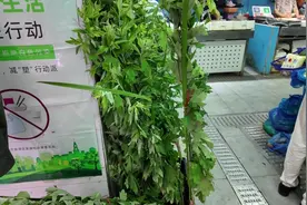 艾草、香囊走俏，背后的中医药文化你了解吗？图片
