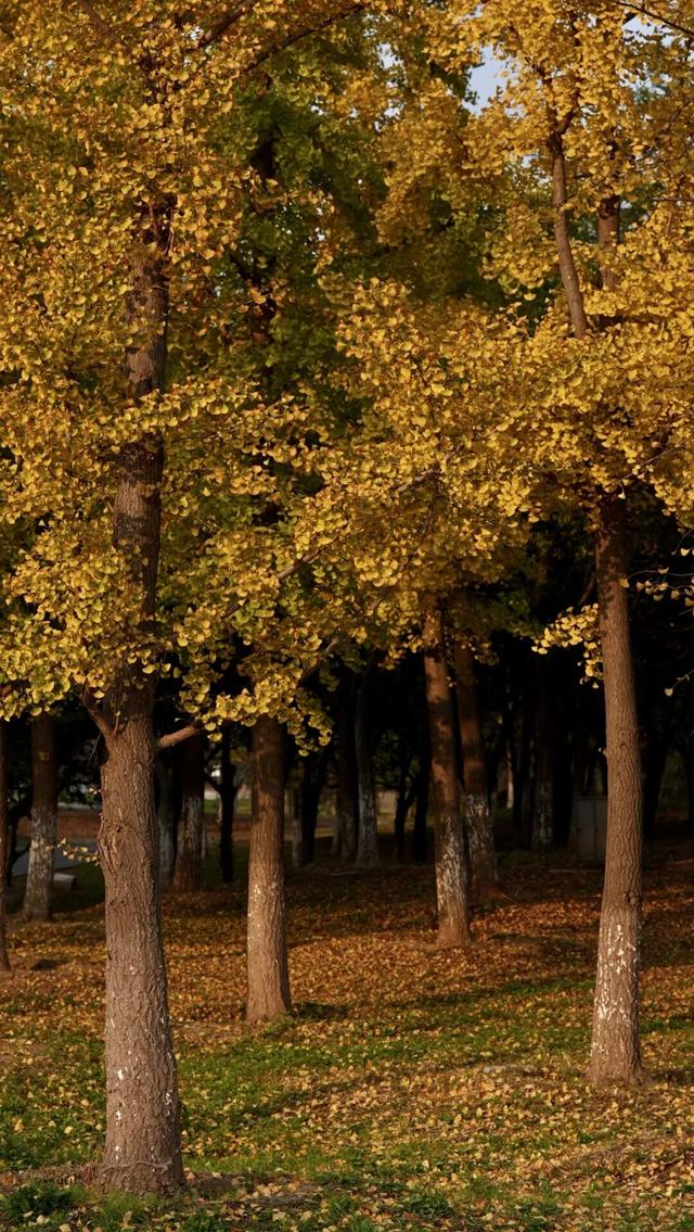 谁说初冬只有萧瑟？来太白湖新区解锁绚烂生机打卡地