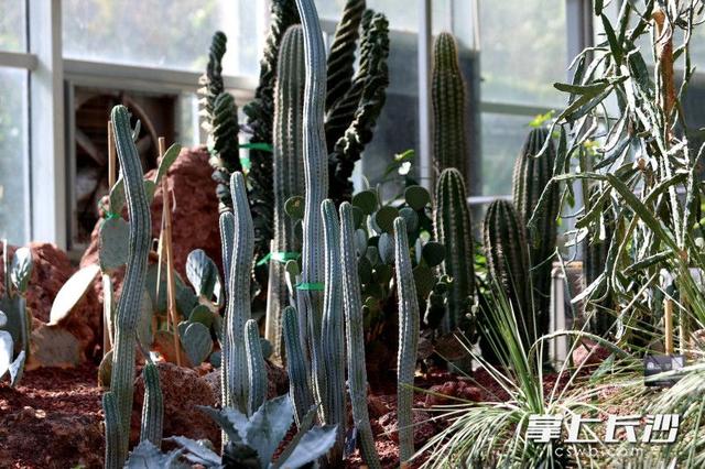 寒冬腊月依然根壮叶绿，省植物园沙生王国邀你来打卡｜组图