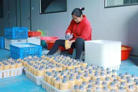 玉米粒变“菌种”竹山县探索菌种制作新技术图片