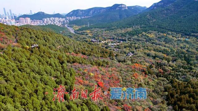 一年四季 泉在济南丨秋色入画层林尽染！千佛山红叶迎来最佳观赏期