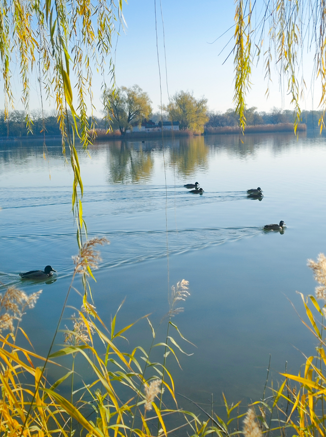 动静皆是景！踏进圆明园的冬日画卷