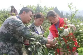 巴南姜家镇：果树修剪正当时 专家指导众人齐助力图片