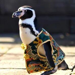 您的QQ已在朝天宫登录！