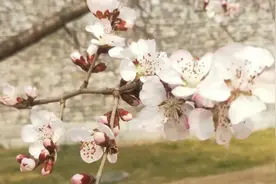 春光正好，过敏莫扰图片