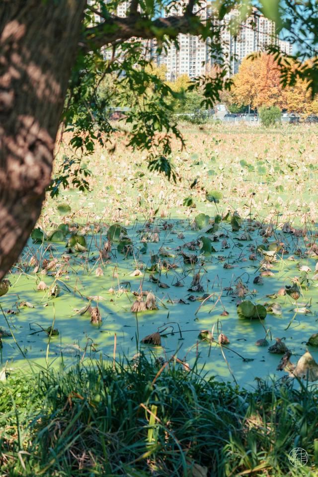 人少景美不绕路，东湖秋日彩蛋上新