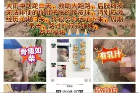 募捐10万救助流浪狗惹争议：筹款账目不清，捐款人质疑“借机敛财”被踢出群｜封面深镜图片