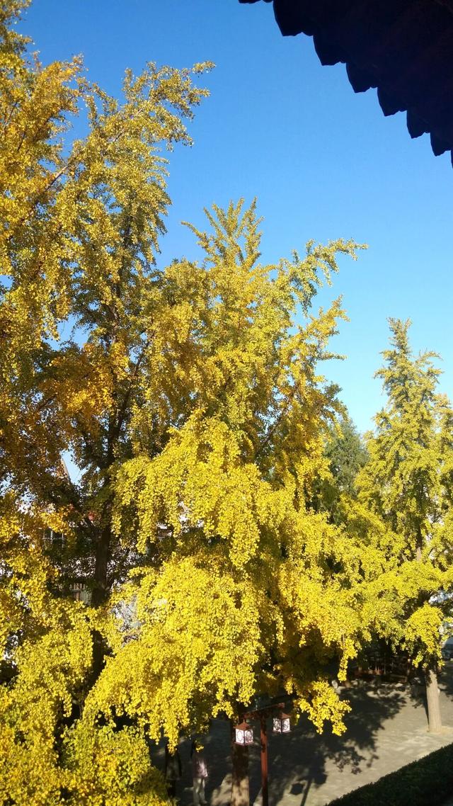 济宁冬季赏叶天花板，错过等一年的绝美景色