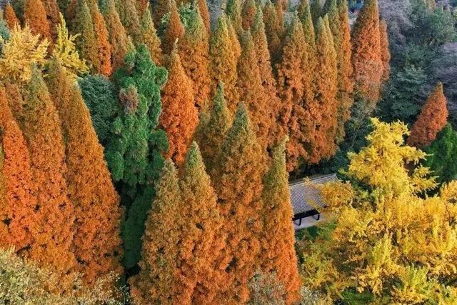 金灿灿！成都人的“顶流”上线，错过等一年！