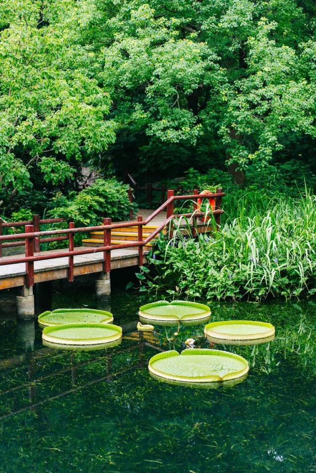 季节专属浪漫！上海的紫薇、石蒜、王莲进入最佳观赏期