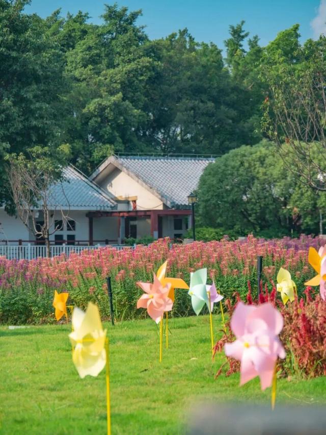 地铁直达！广州20000㎡醉蝶花海，美得好不真实！
