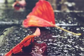当代散文|宜人的秋雨图片