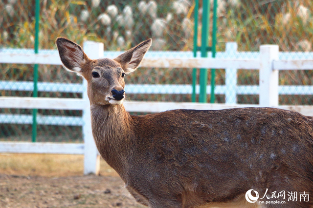 湖南岳阳：山水相依，绘“湘北生态画卷”