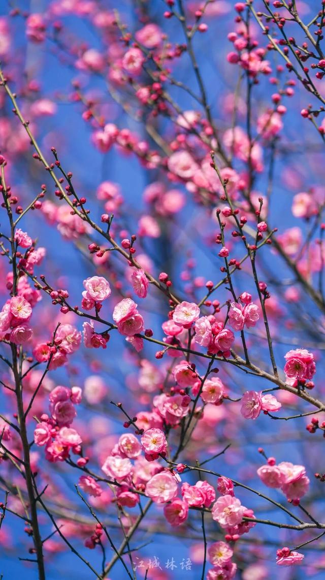 粉色花海免费赏！武汉“梅花坡”提前一个月绽放