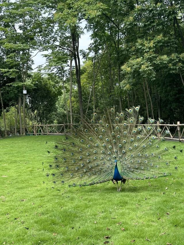 遛娃天花板！千岛湖也太会了！