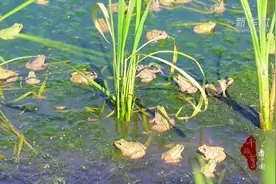 千城百县看中国｜山东临沂：稻蛙共养 “蹦”出生态致富路图片