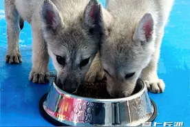 长沙生态动物园两只北极狼幼崽正式亮相图片