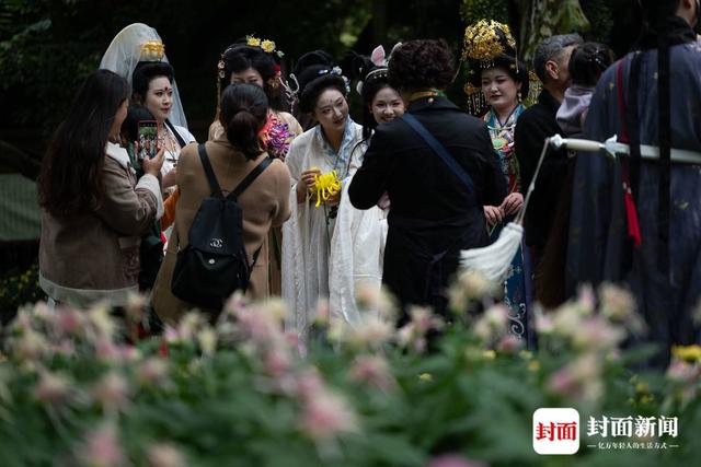 成都人民公园：700多种菊花等你来赏｜图集