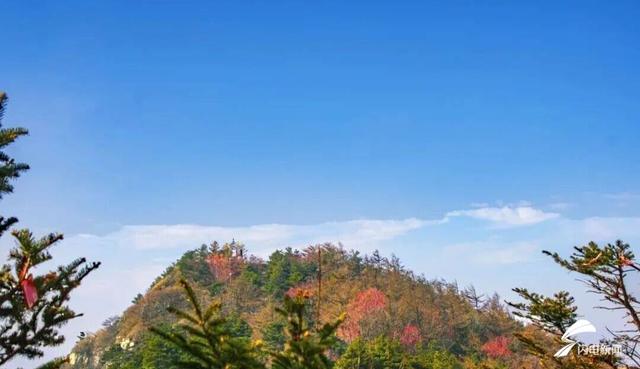 组图丨岱宗初冬暖光漫 红果松影醉游人