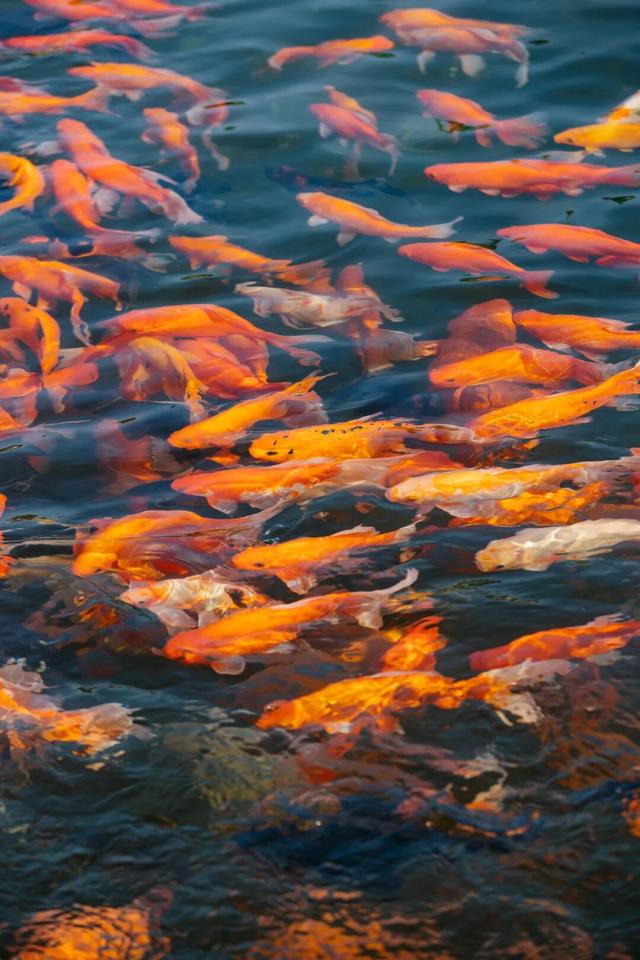 东湖秋日图鉴②｜邂逅听涛，定格秋的独家记忆