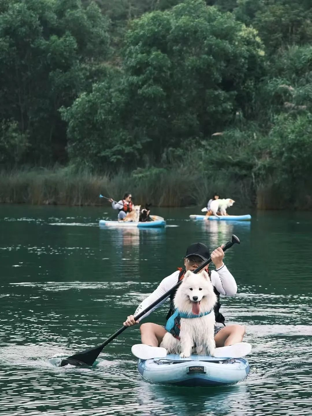 佛山首个宠物漂流！带毛孩子闯高明，解锁山野玩水乐趣