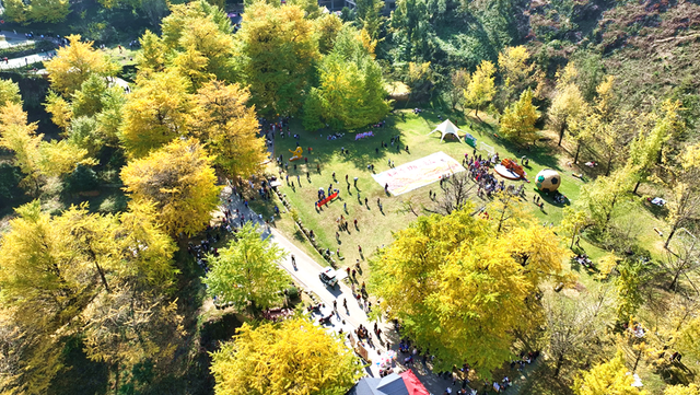 双牌：银杏黄 乡村火 “风景”变“产业”