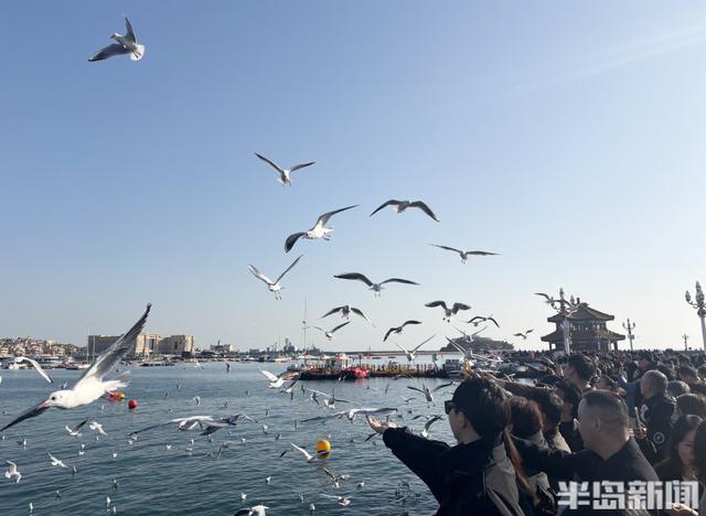 冬日人鸥共舞绘就和谐图景